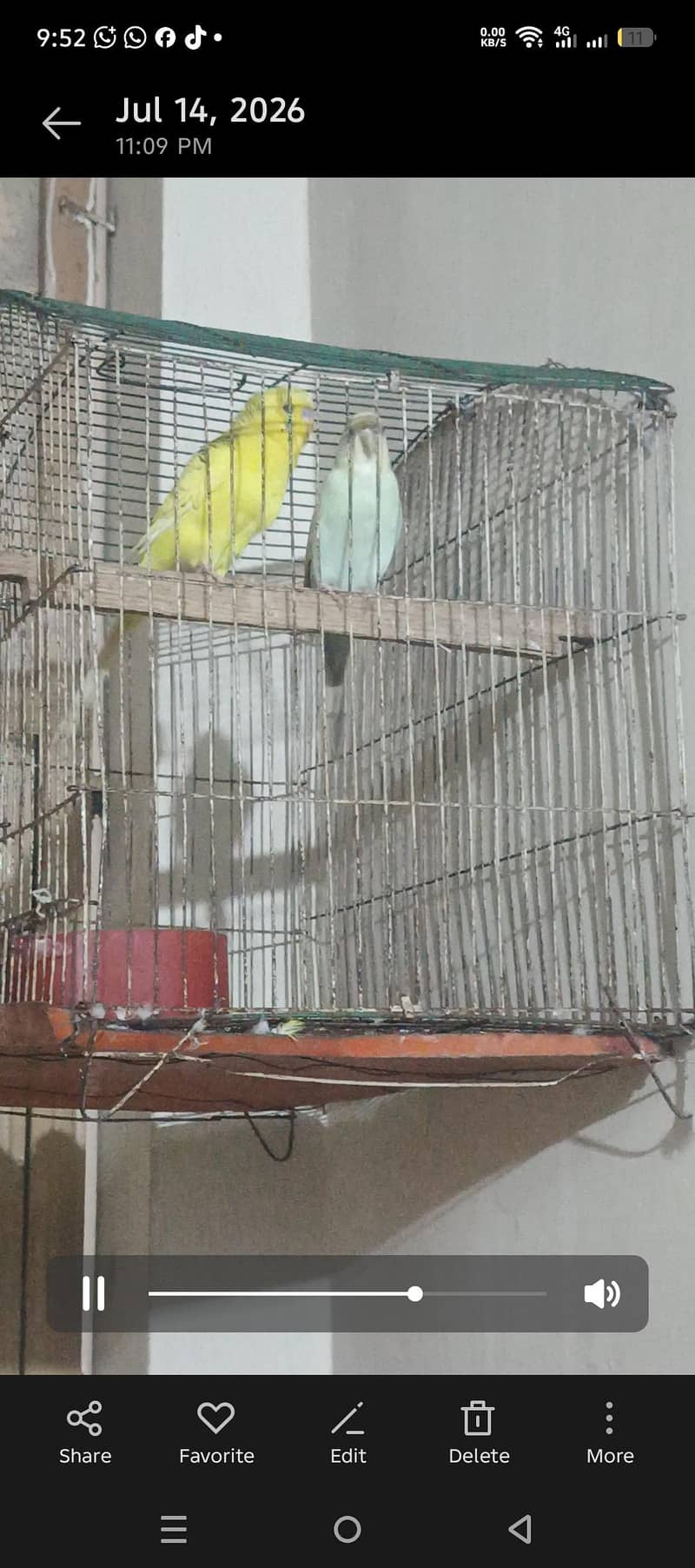 budgies 1