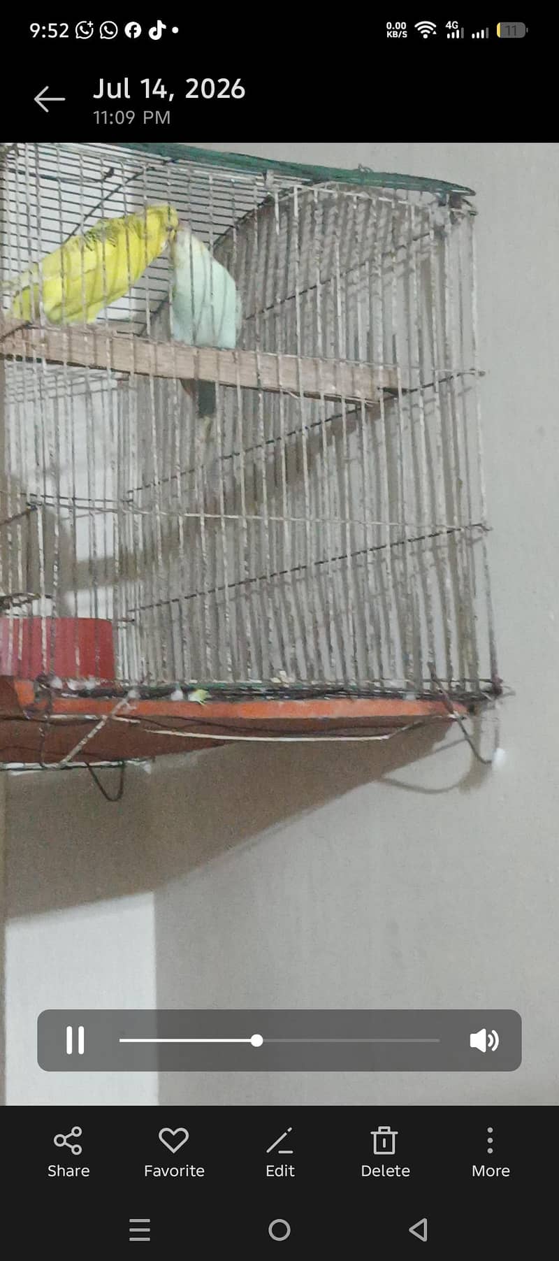 budgies 3