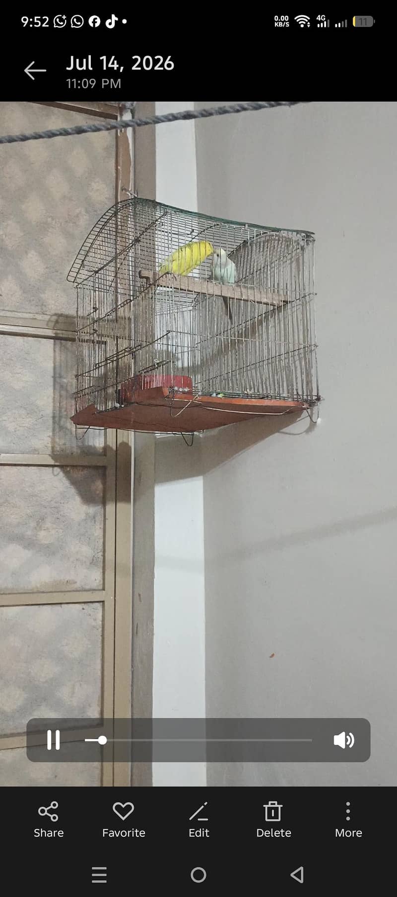 budgies 4
