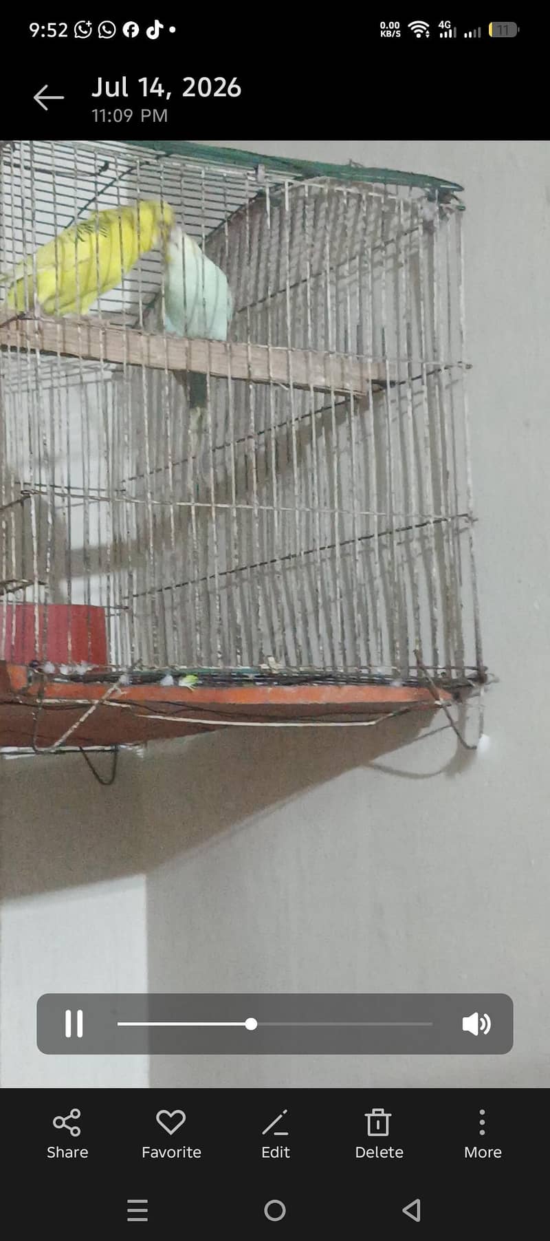 budgies 5