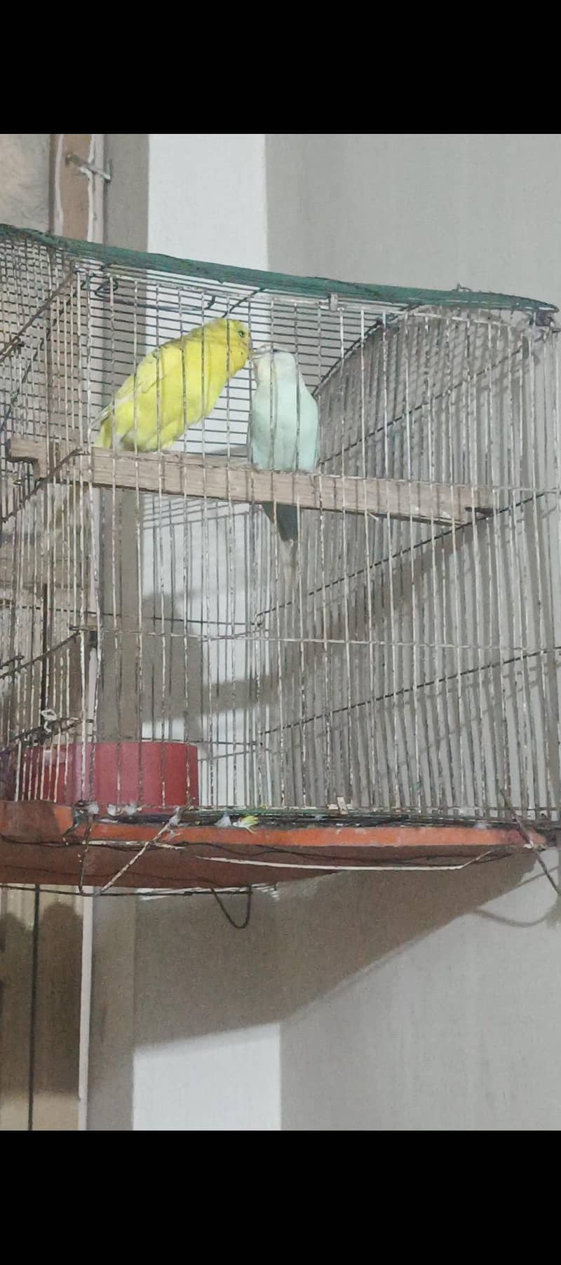 budgies 6