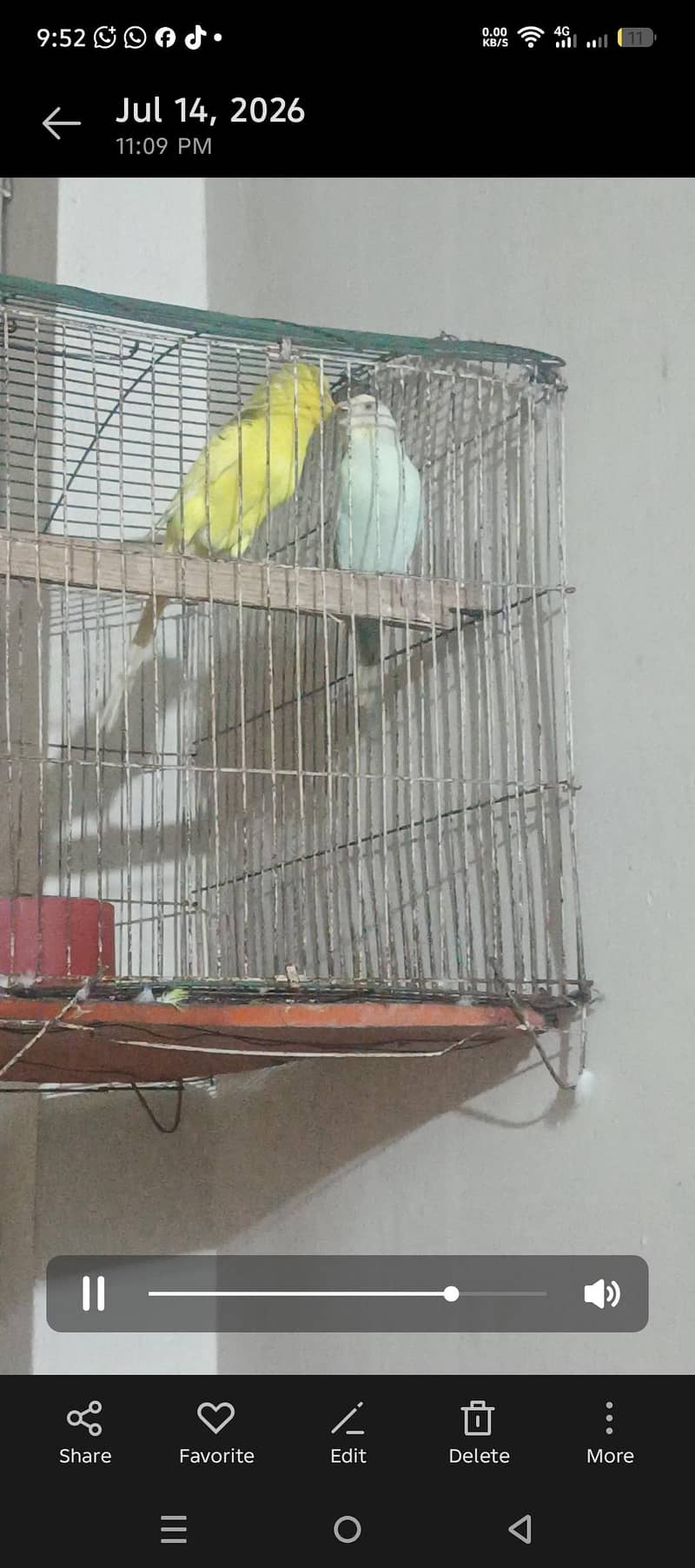 budgies 7