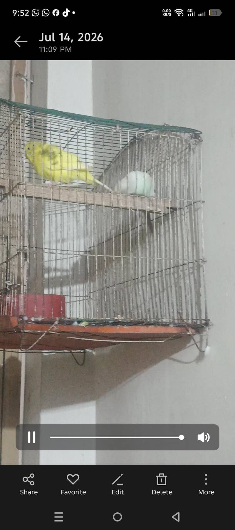 budgies 8