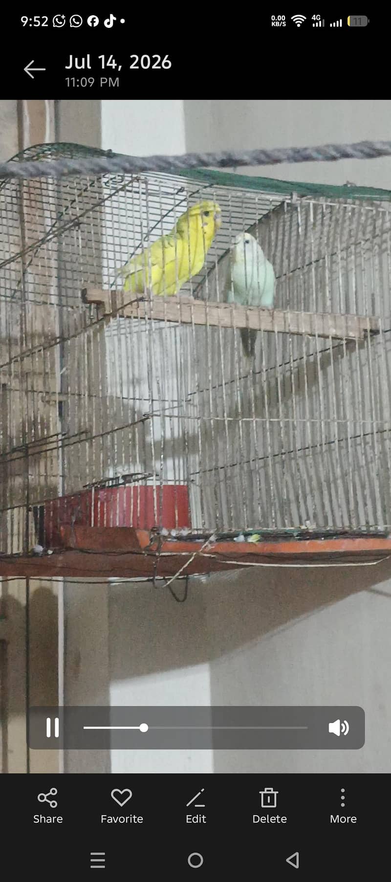 budgies 9