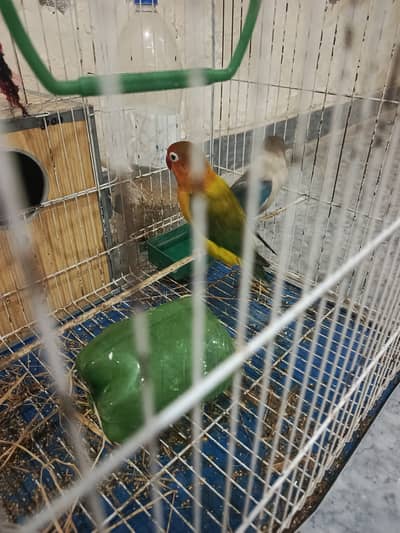 Love bird