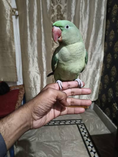 female Hand tame full taking