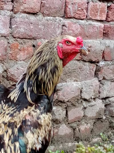 Aseel breeder Java aseel || miawali cross aseel || mushka, lasani