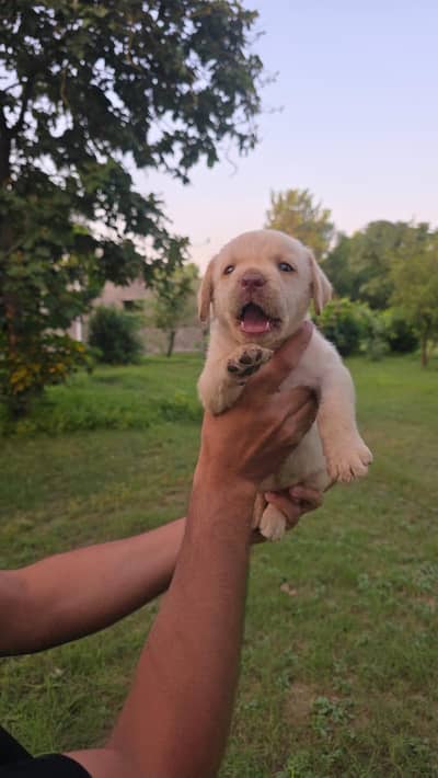 Labrador Female Puppy | Health Friendly & Playful |