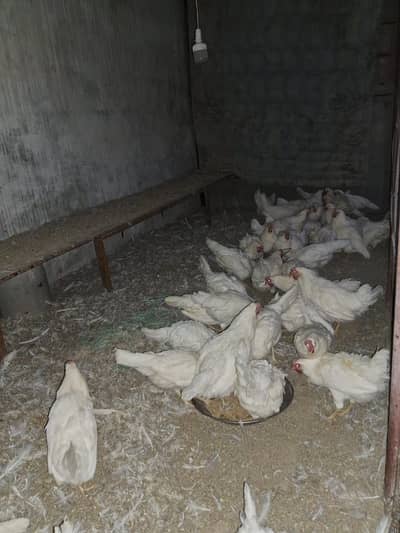 Leghorn w36, Farmi anda dene wali murghi