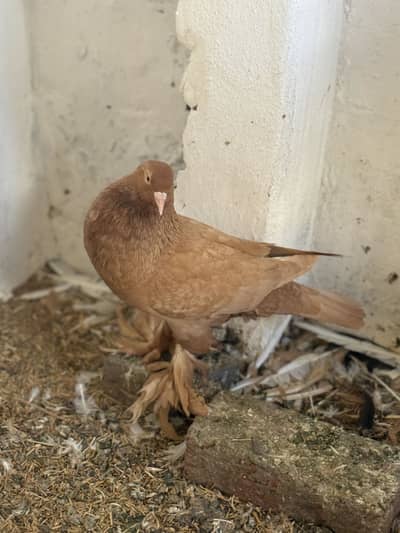 Fance pigeons for sale