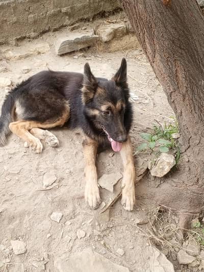 German shepherd puppies stock Cote 03340230970 watsp
