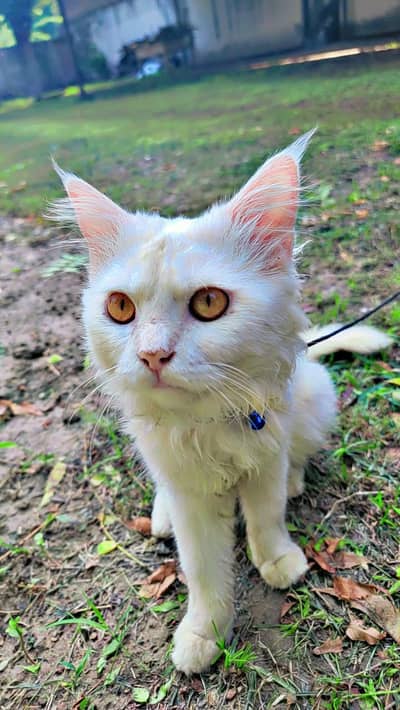 Male percian cat  Golden eyes.