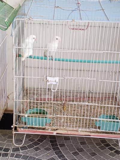Love bird