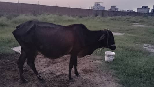  حاملہ گائے برائے فروخت — رائیونڈ الحمدللہ گائے صحت مند ہے اور 8واں