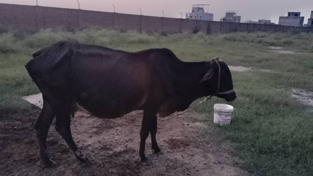  حاملہ گائے برائے فروخت — رائیونڈ الحمدللہ گائے صحت مند ہے اور 8واں 0