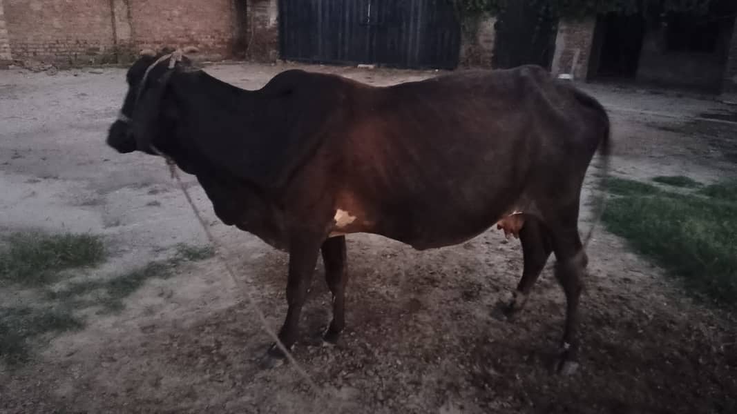  حاملہ گائے برائے فروخت — رائیونڈ الحمدللہ گائے صحت مند ہے اور 8واں 1