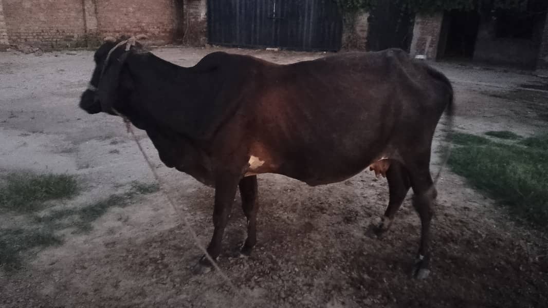 حاملہ گائے برائے فروخت — رائیونڈ الحمدللہ گائے صحت مند ہے اور 8واں 2