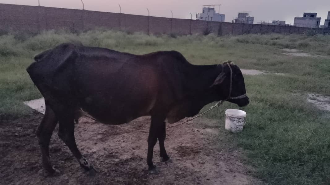  حاملہ گائے برائے فروخت — رائیونڈ الحمدللہ گائے صحت مند ہے اور 8واں 3