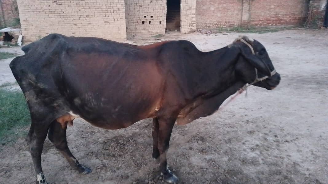  حاملہ گائے برائے فروخت — رائیونڈ الحمدللہ گائے صحت مند ہے اور 8واں 4