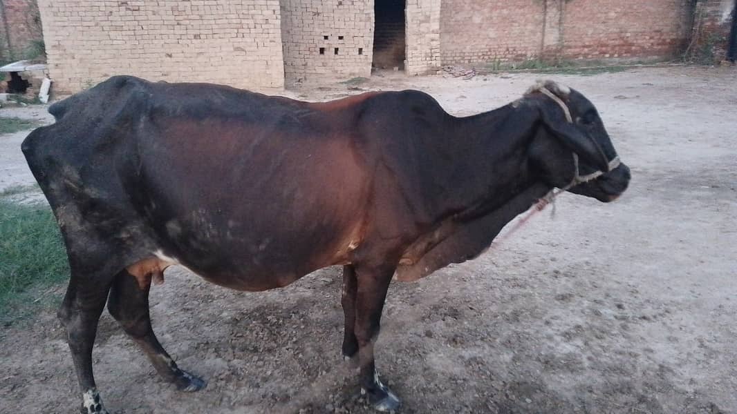  حاملہ گائے برائے فروخت — رائیونڈ الحمدللہ گائے صحت مند ہے اور 8واں 5