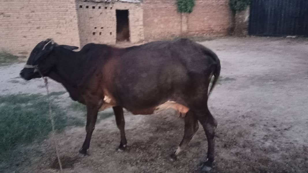  حاملہ گائے برائے فروخت — رائیونڈ الحمدللہ گائے صحت مند ہے اور 8واں 7