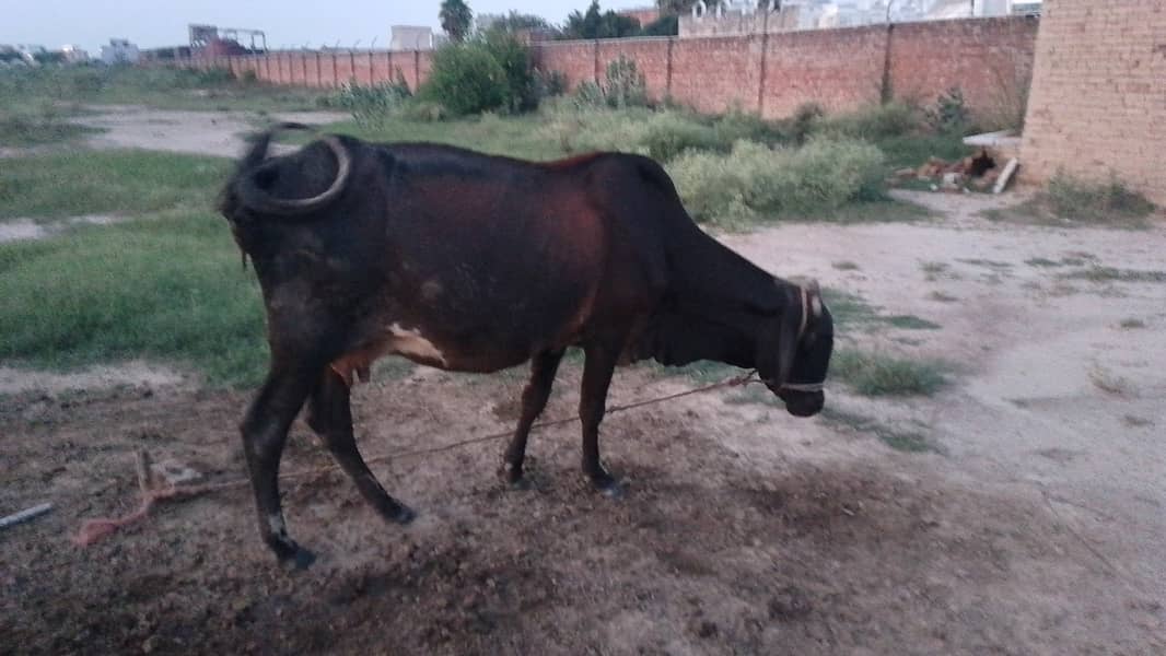  حاملہ گائے برائے فروخت — رائیونڈ الحمدللہ گائے صحت مند ہے اور 8واں 8