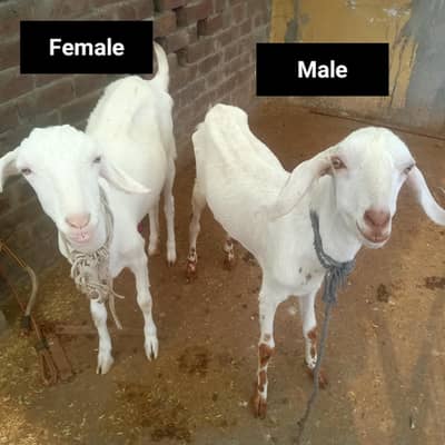 1 Bakra + 2 Bakriyan