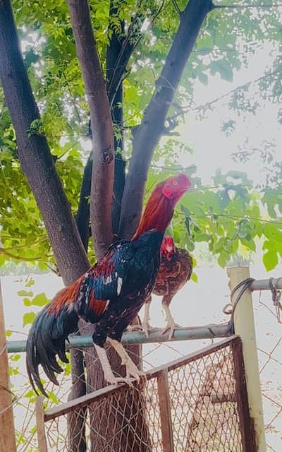 High quality Murgay for sale