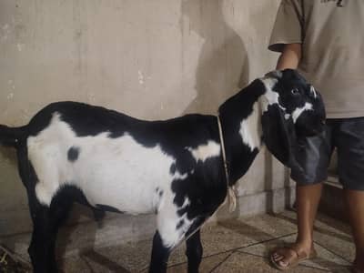 Beetal Bakra for sale !Patha 2 bakra