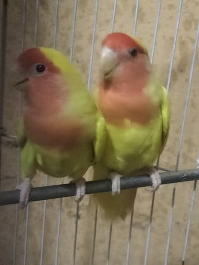 i want to sale love bird pair with cage and breading box 100%pair