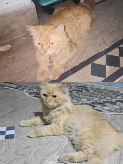 Persian double coat beautiful/ healthy pair for sale