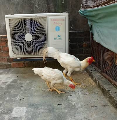 Shamo Breeder Pair For Sale
