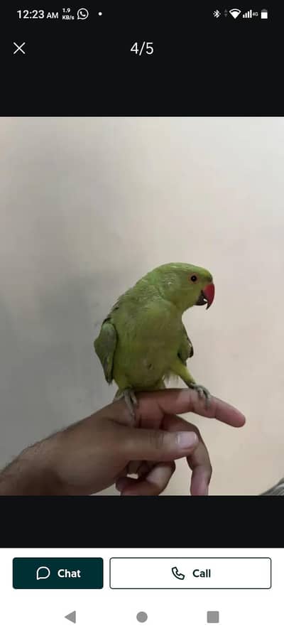 hand tame parrot full friend leya parrot