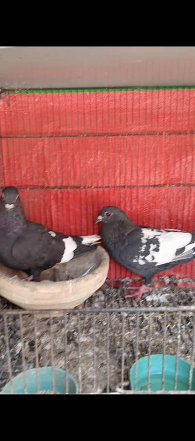 Ketla breeder pair