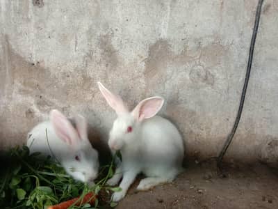 white color red eyes rabbits for sale 5 rabbits