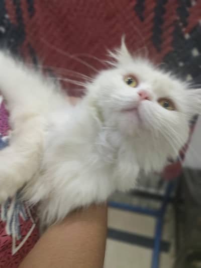 pure Persian breed. breeder female. triple coated