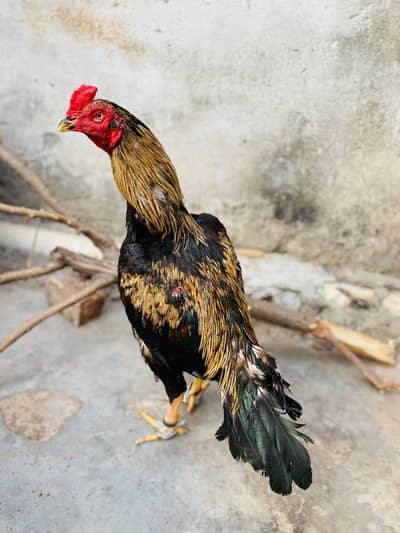 High quality Java murga