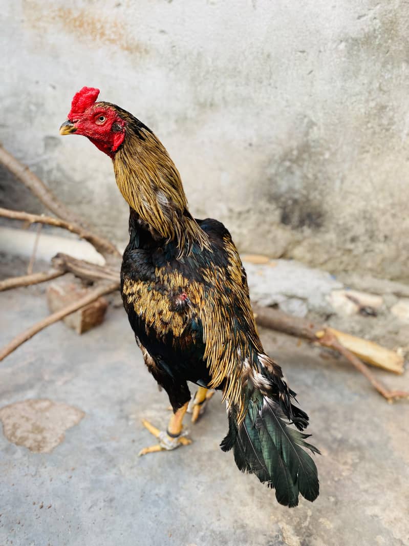 High quality Java murga 0