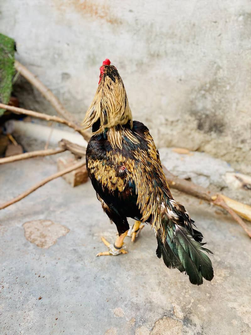 High quality Java murga 3