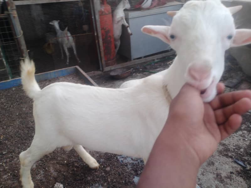 taddy 7