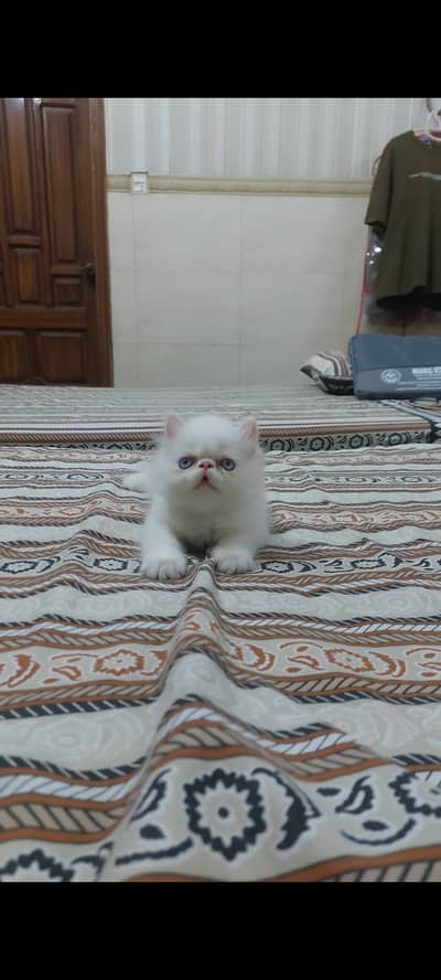 PURE PEKKE/ROLL FACE / PEKE / PEKKI / EXTREME PUNCH FACE WHITE KITTEN