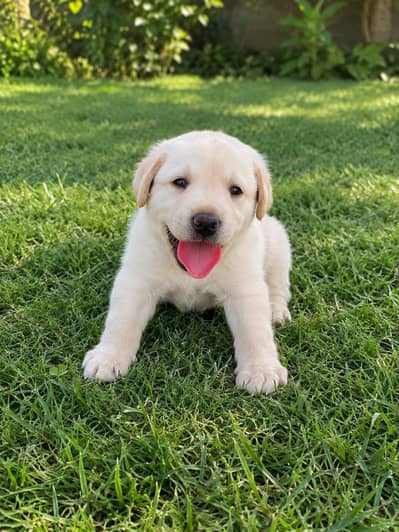 Golden Labrador Puppies Available for Sale