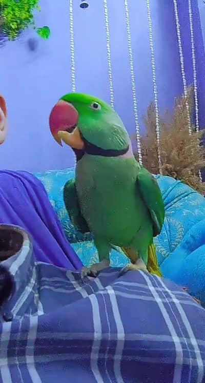 handtame raw parrot, khasmiri parrot, Alexander parrot