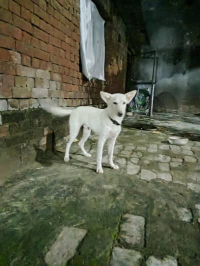 russi dog