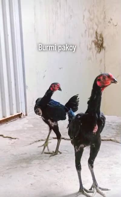 aseel penus Pakoy import burmi