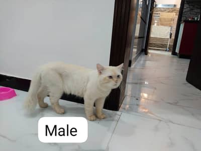 fully tamed. Home Breed