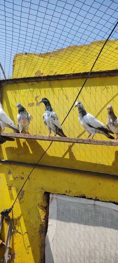 Baby pigeon for sale only 1000 pr