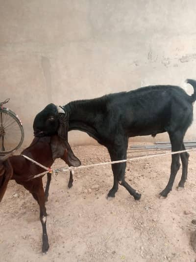 nagryi kamori path 20 din ki cros hy