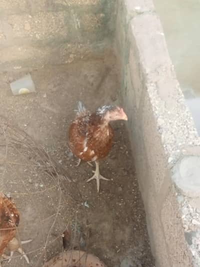 chicken