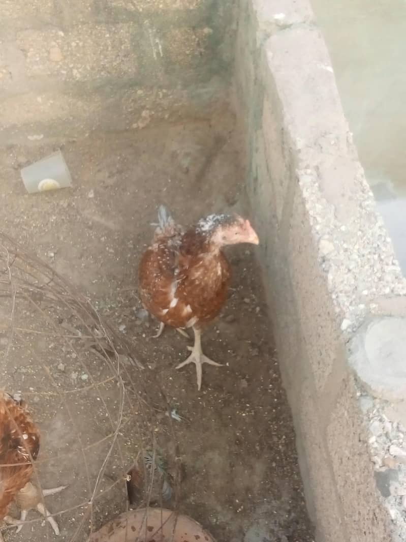 chicken 0